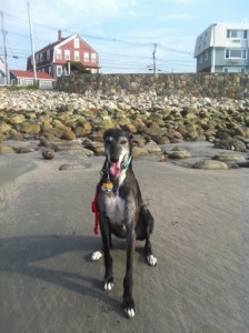 BoomBoom shows a Greyhound can sit. 