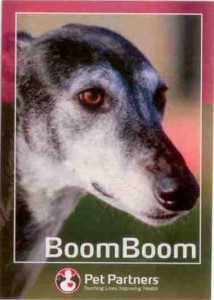 BoomBoom joined Pet Partners in 2011